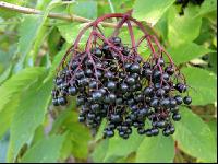 Holunderbeere 5