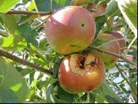 Hornisse Obst 1