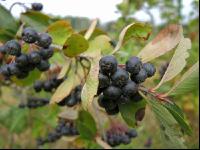 Aronia 6