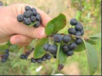 Aronia 5
