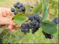 Aronia 4
