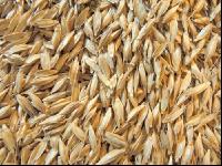 Einkorn 6