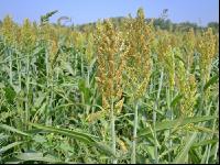 Sorghum 1