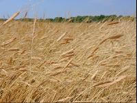 Einkorn 5