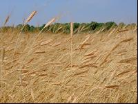 Einkorn 4