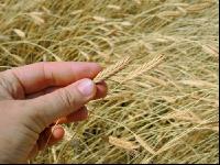 Einkorn 3
