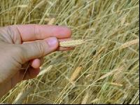 Einkorn 2