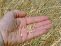 Einkorn 1