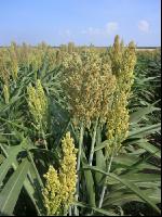 Sorghum 2