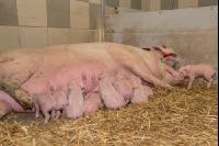Schweinehaltung Praxisunterricht 10