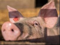 Schweinehaltung Praxisunterricht 6
