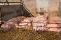 Schweinehaltung Praxisunterricht 5