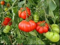 Fleischtomate 6