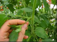 Tomaten ausgeizen 1