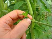 Tomaten ausgeizen 2