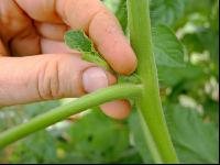 Tomaten ausgeizen 3