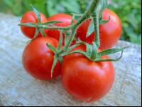 Tomate 12