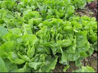 Kopfsalat 3