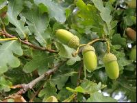 Eiche Frucht 2