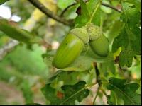 Eiche Frucht 3