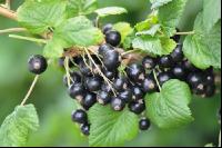 Johannisbeere Ernte 9