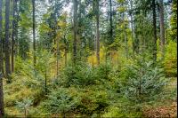 FiTaBuMischwald 01