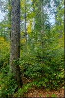 FiTaBuMischwald 02