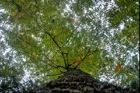 FiTaBuMischwald 04