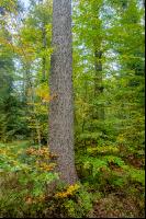 FiTaBuMischwald 05