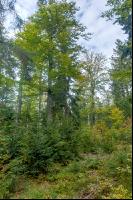 FiTaBuMischwald 06