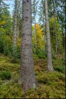 FiTaBuMischwald 07