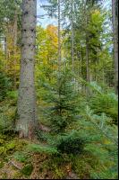 FiTaBuMischwald 08