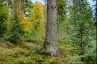 FiTaBuMischwald 09