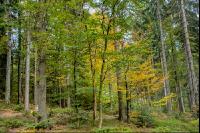 FiTaBuMischwald 10