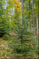FiTaBuMischwald 11