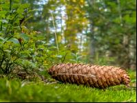 FiTaBuMischwald 12