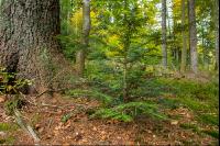 FiTaBuMischwald 13