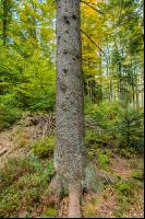 FiTaBuMischwald 14