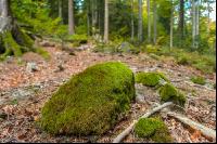 FiTaBuMischwald 15
