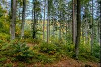 FiTaBuMischwald 16