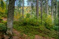 FiTaBuMischwald 17
