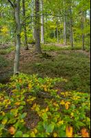 FiTaBuMischwald 18