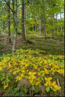 FiTaBuMischwald 19