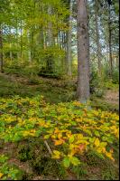 FiTaBuMischwald 20