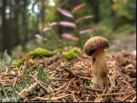 FiTaBuMischwald 21