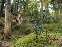 FiTaBuMischwald 22