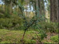FiTaBuMischwald 23