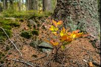 FiTaBuMischwald 24