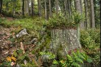 FiTaBuMischwald 25