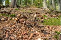 FiTaBuMischwald 26
